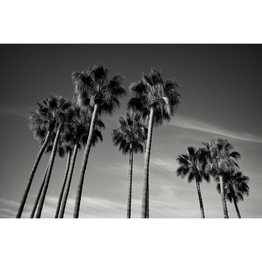 Black and White Palm Tree canvas